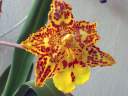 Odoncidium
