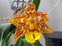Odoncidium