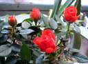 Red rose